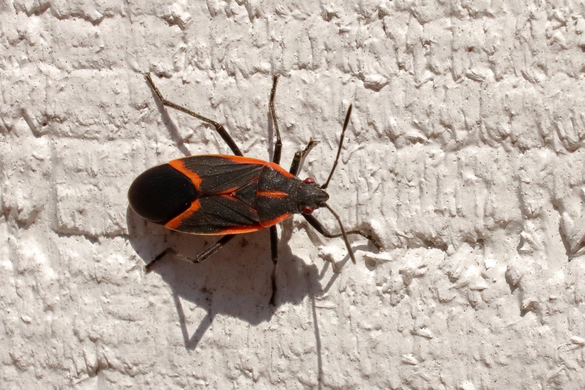 ColonialPestInc's tweet photo. These black and red/orange bugs may look scary. Boxelder bugs use color and a foul odor they emit when disturbed to repel would-be predators. They are relatively harmless, but want inside your house come the fall. #boxelderbugs #bugs #pests #pestcontrol
https://t.co/0ha1yk3qM1 https://t.co/hVP1fwSPX3