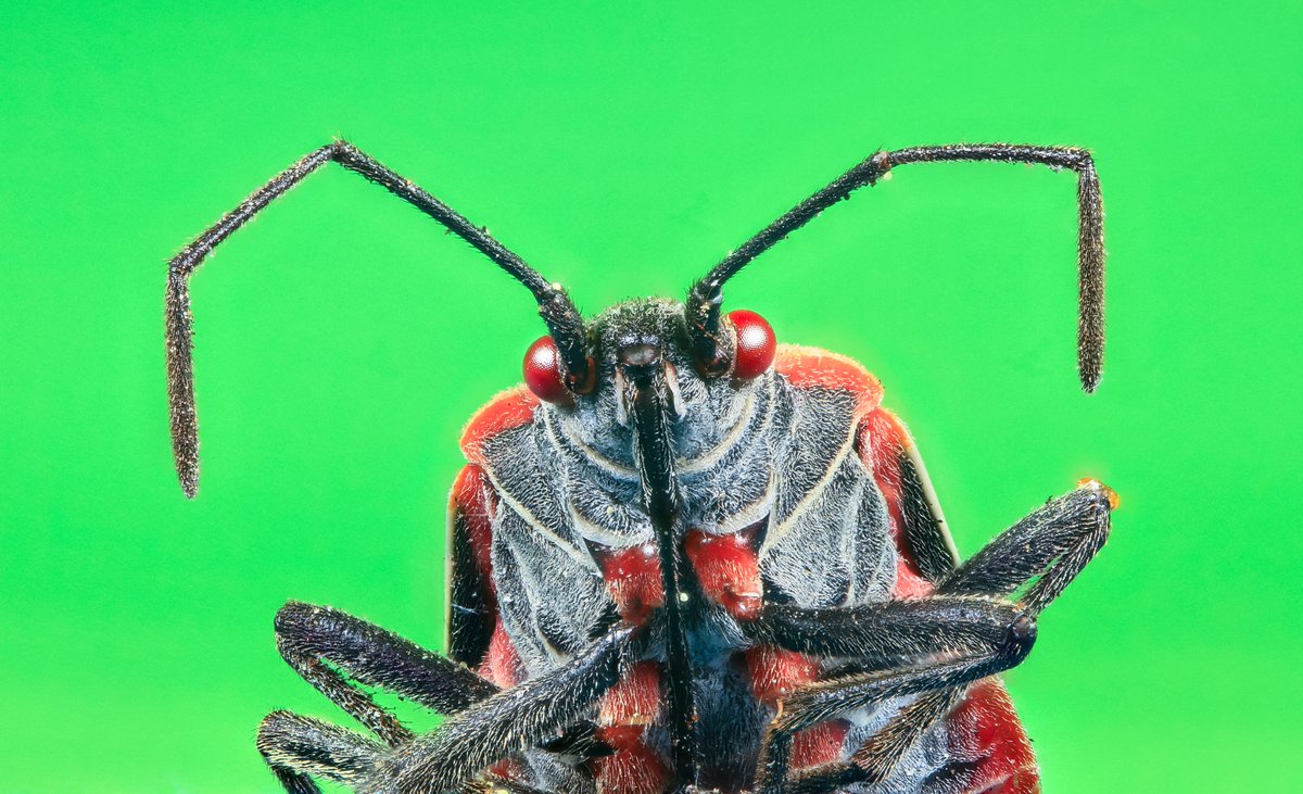 ColonialPestInc's tweet photo. These black and red/orange bugs may look scary. Boxelder bugs use color and a foul odor they emit when disturbed to repel would-be predators. They are relatively harmless, but want inside your house come the fall. #boxelderbugs #bugs #pests #pestcontrol
https://t.co/0ha1yk3qM1 https://t.co/hVP1fwSPX3