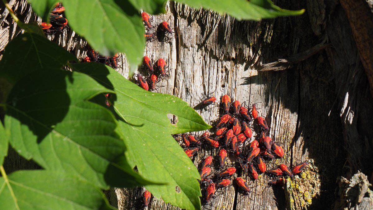 These black and red/orange bugs may look scary. Boxelder bugs use color and a foul odor they emit when disturbed to repel would-be predators. They are relatively harmless, but want inside your house come the fall. #boxelderbugs #bugs #pests #pestcontrol
colonialpest.com/2022/08/23/bla…