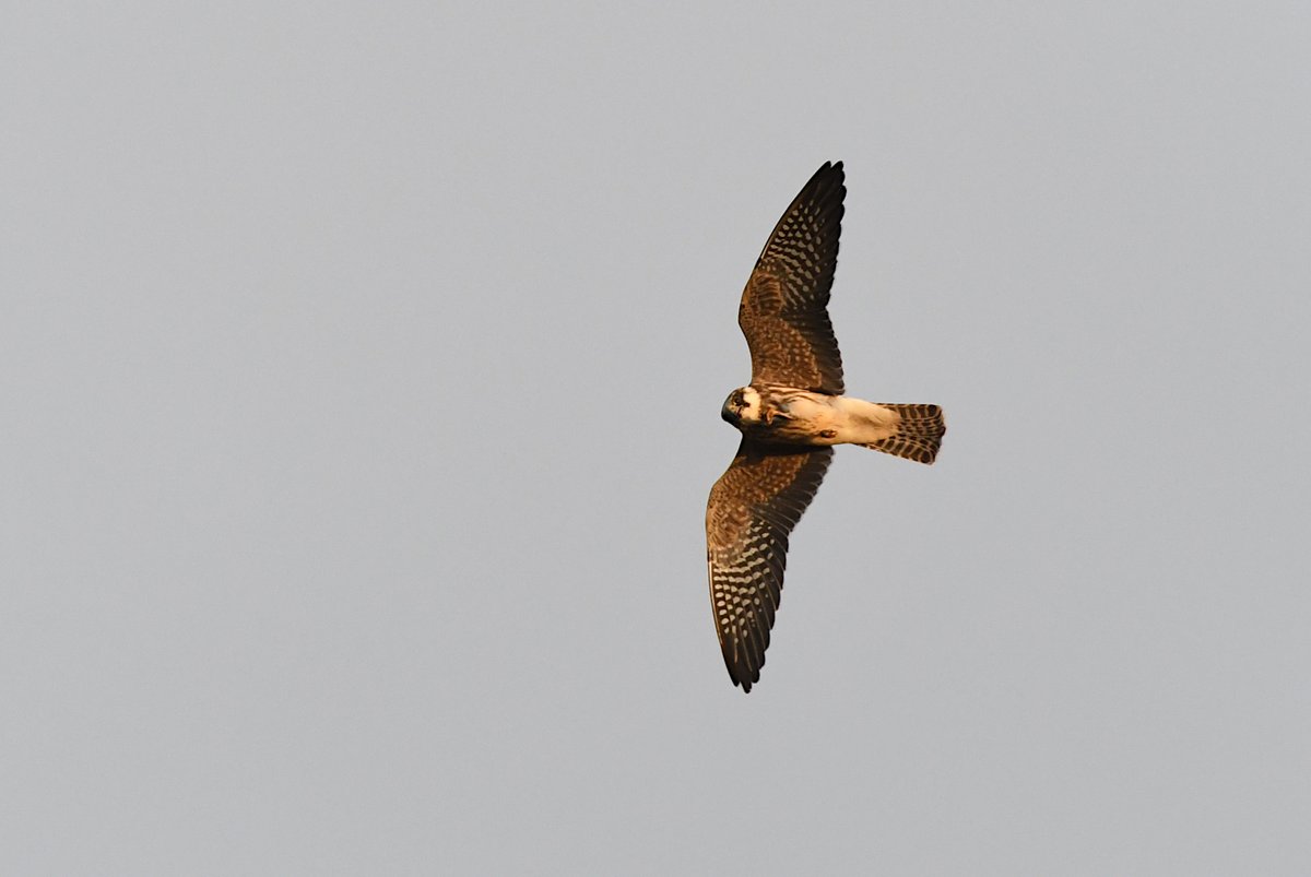 A record breaking irruption of RF Falcons in Estonia (and also in Finland). Largest flock reported so far have been 90 birds and around 500 ind. found in total. Had 4 birds near Tallinn this PM.