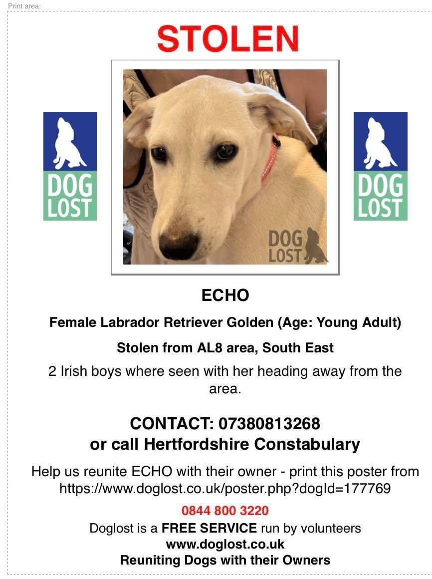 Six months old female Labrador Retriever stolen 29/7/22 from Springfields, Welwyn Garden City AL8.
Please help #FindEcho and bring her safely home 🙏🏻🐾 #rehomehour  @gelert01 @AmandaB20783522 @TinaTowers3 @GaynorRees5 @howlforhelp111 @DogsofTooting @muddypawscrime @MissingPetsGB