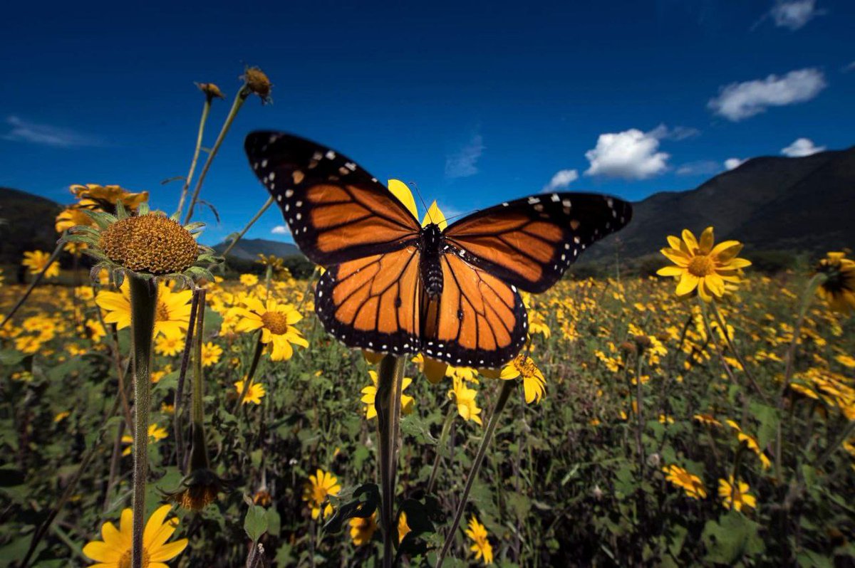 fgcabezadevaca's tweet photo. ¡Tamaulipas cuenta con nueva área natural protegida!

Acompañado por organizaciones y expertos medioambientales, firmé el decreto para la creación del Área Natural Protegida de la Mariposa Monarca, a fin de proteger a esta especie durante su migración por #Tamaulipas. https://t.co/6lAeDESBrg