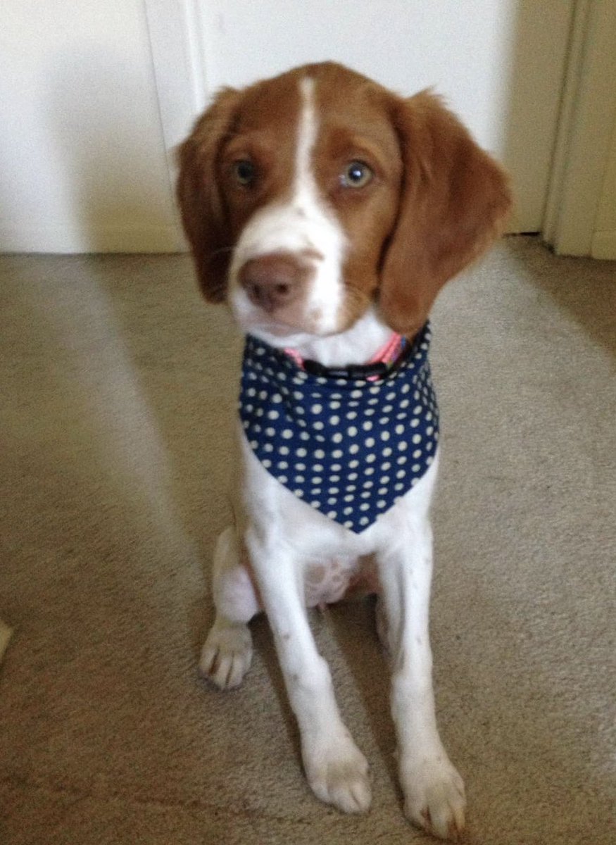 DogBandanasByAmy tweet media