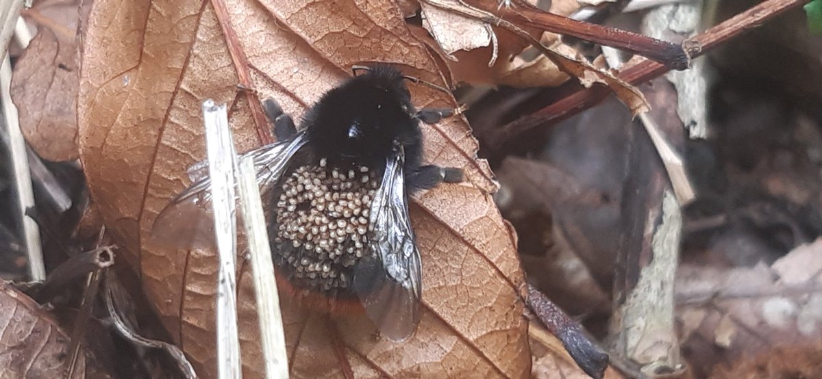 A large red rumped bumble bee infested with mites. Does anyone know if they harm the bees? <a href="/muliernatura/">Vicky</a> <a href="/IoloWilliams2/">Iolo Williams</a> #bumblebee #insectdetective2