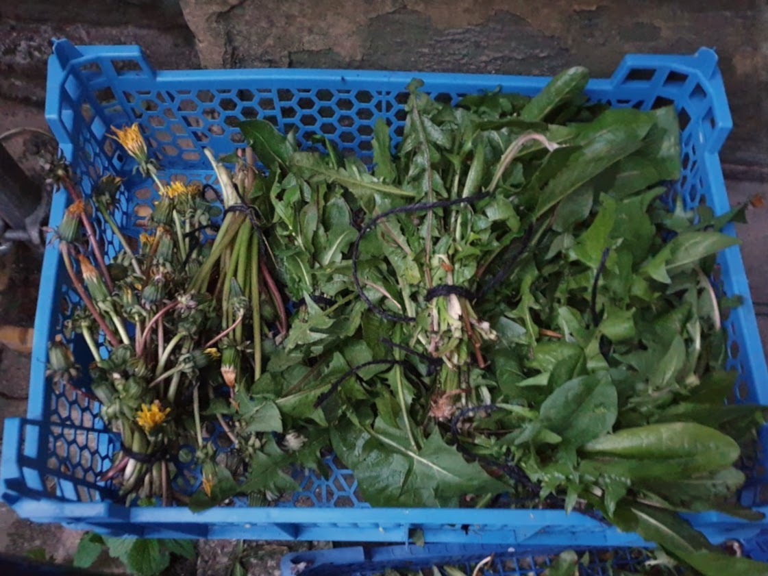 SSHCOOP's tweet photo. March was a rather quiet start to the season, so we’re moving on to April!
April was a month of gardening, harvesting, and Beltane preparation, including an unexpected but welcome crop of reclaimed bricks that we used to make a firepit! Check out one member’s “catch of the day”! https://t.co/JgWPRVBhJZ