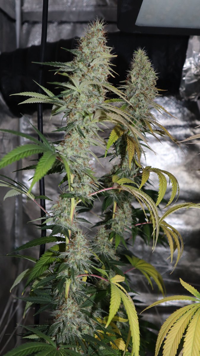 AttleyOffset's tweet photo. It's day 114 and day 51 into flowering for the Wedding Cake girls. #CannabisCommunity #cannabisculture #growyourown #WatchingGrassGrow #Mmemberville https://t.co/0Sqk9MLpWl