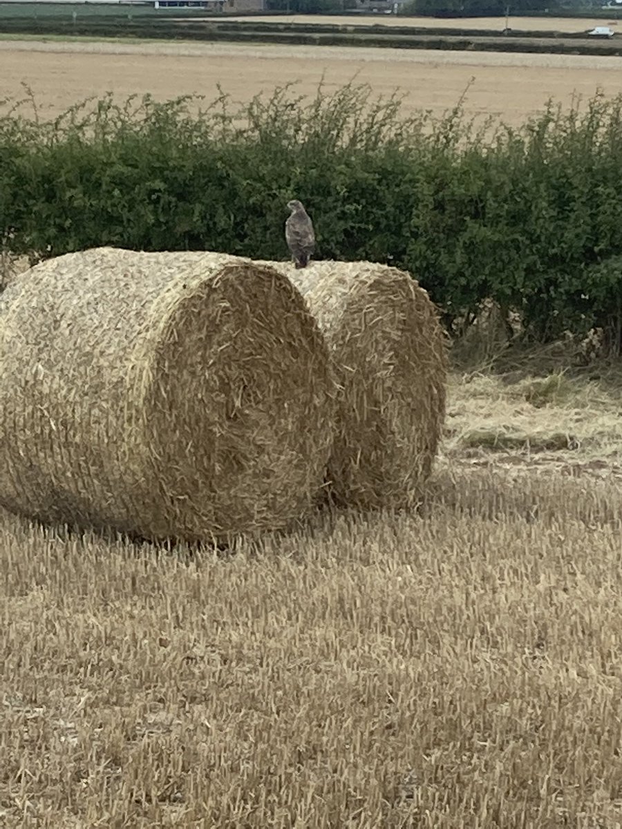 PaulWoldfarm's tweet photo. Rubbish picture of one of the buzzards on the farm & it seems to follow when we work in the fields #completejoy https://t.co/9XDM6sOXC8