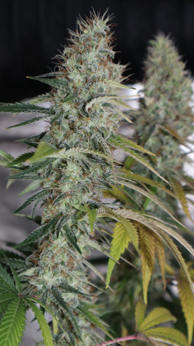 AttleyOffset's tweet photo. It's day 115 and day 52 into flowering for the Wedding Cake girls. About 2 weeks to harvest day. #CannabisCommunity #cannabisculture #growyourown #WatchingGrassGrow #Mmemberville https://t.co/CUGtERufru