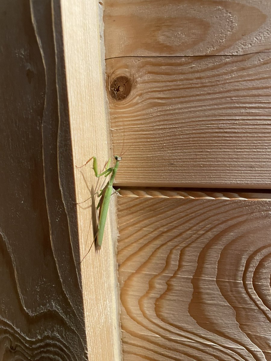 oleyek's tweet photo. O, któż to mnie odwiedził. Nie miałem pojęcia, że w PL żyją modliszki 😳 #modliszka #mantis https://t.co/zHO0QCB49k