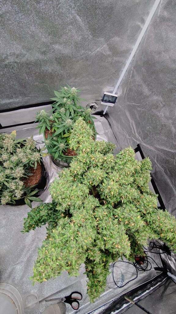 AttleyOffset's tweet photo. Just my ladies. 2 are autos &amp; 1 I'm not sure about. It's a seed I got off of one of my ladies I let grow to long. #growyourown #mmemberville #stonerfam #cannabiscommunity https://t.co/FjJGPqdeHZ