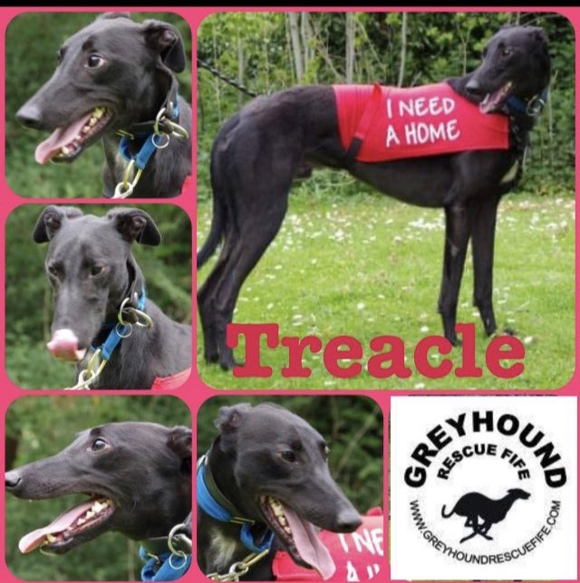 GreyhoundRFife's tweet photo. This #rehomehour please read & share #Treacles story. He is V special & needs a home urgently. It is likely he has Retinal Atrophy. A hereditary condition for which there is no treatment or cure. Please contact Celia at the rescue for more details to #Adopt 07826 244765 ๐๐ค๐ฝ https://t.co/8AKBxg1xUQ