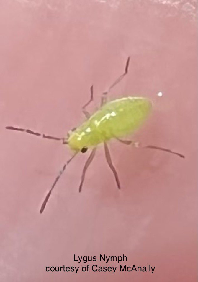 Lygus pressure increasing across North TX Pan. Lygus feed on small bolls! Fields are past cutout but <a href="/bugs_cotton/">Suhas V</a> suggests continued scouting and treatment up to ~350 heat units after 5NAWF if at threshold to protect harvestable bolls. More info at: lubbock.tamu.edu/files/2022/07/…