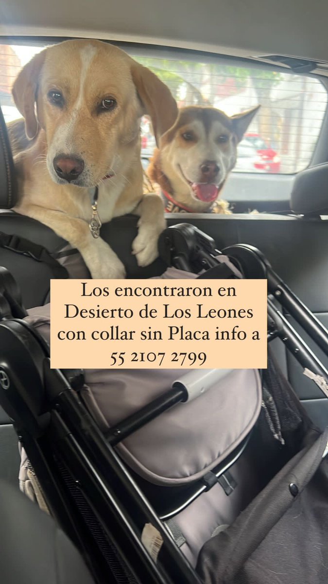 Mascotas Coyoacán 🐾 tweet media
