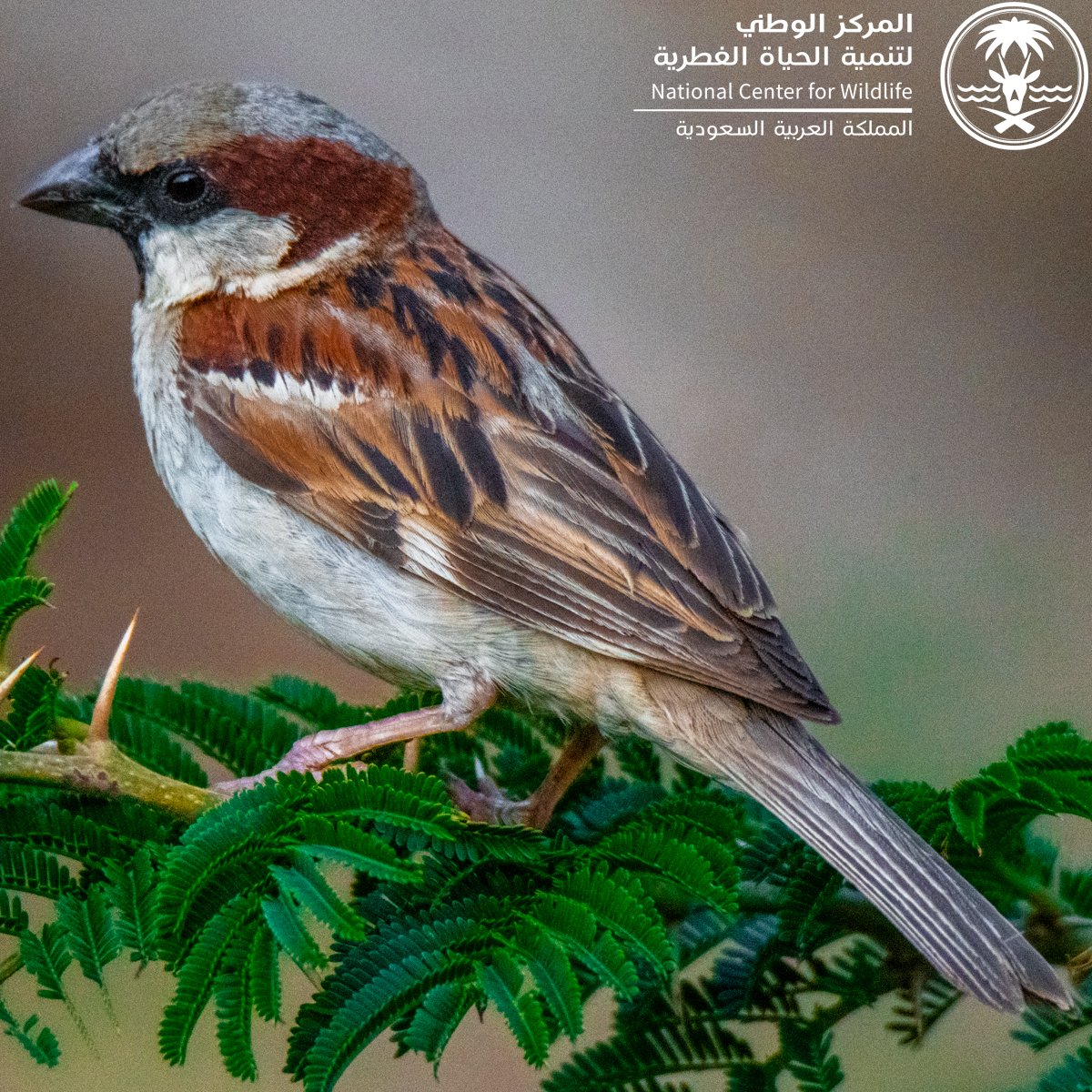 equilibrium_ncw's tweet photo. الاسم العربي: عصفور دوري
الاسم العلمي: 𝑃𝑎𝑠𝑠𝑒𝑟 𝑑𝑜𝑚𝑒𝑠𝑡𝑖𝑐𝑢𝑠
الاسم الإنجليزي: House Sparrow
حالة الحماية العالمية: غير مهدد

#حياتنا_الفطرية #السعودية https://t.co/pcJ3KZipYn