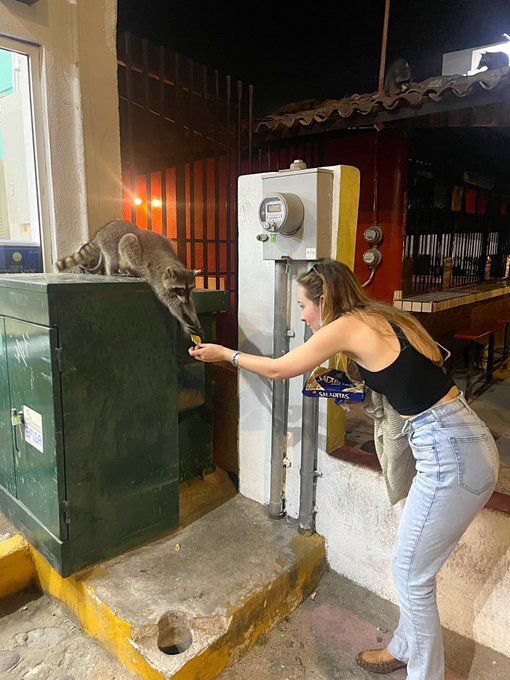 1 pic. Tbt to the pure joy that you can only experience while feeding raccoons in an OXXO parking lot