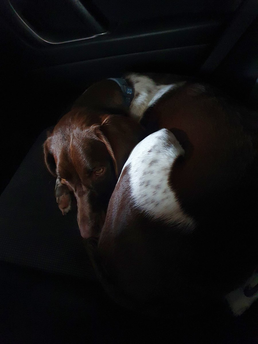 JSWordPower's tweet photo. @saycheeselouise Rosie hates the vacuum cleaner,  hides in car. https://t.co/Wx20RVfV6g