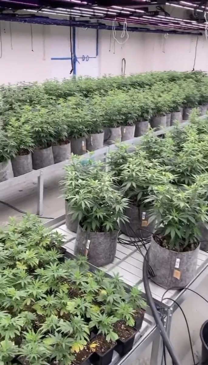 AttleyOffset's tweet photo. Smoking pot and having fun is cool.

But the real utility behind the liberalisation of cannabis laws across the globe, is its wider exposure to researchers and health care professionals.

More specialists involved ➡️Higher research quality➡️More lives saved.  #CannabisCommunity https://t.co/QtQxpVk1RZ