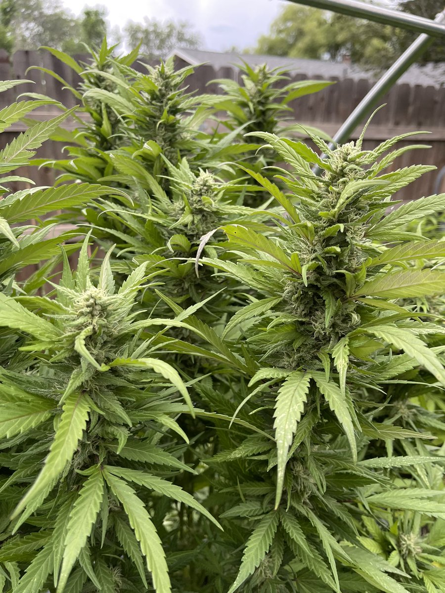 AttleyOffset's tweet photo. Good morning! Few more weeks in my lovely outdoor garden left. Sweet insanity pictured by  @EthosGenetics #organic #CannabisCommunity #cannabisculture #fourtwenty #weed #weedsmokers #grower https://t.co/4Kojci51EH