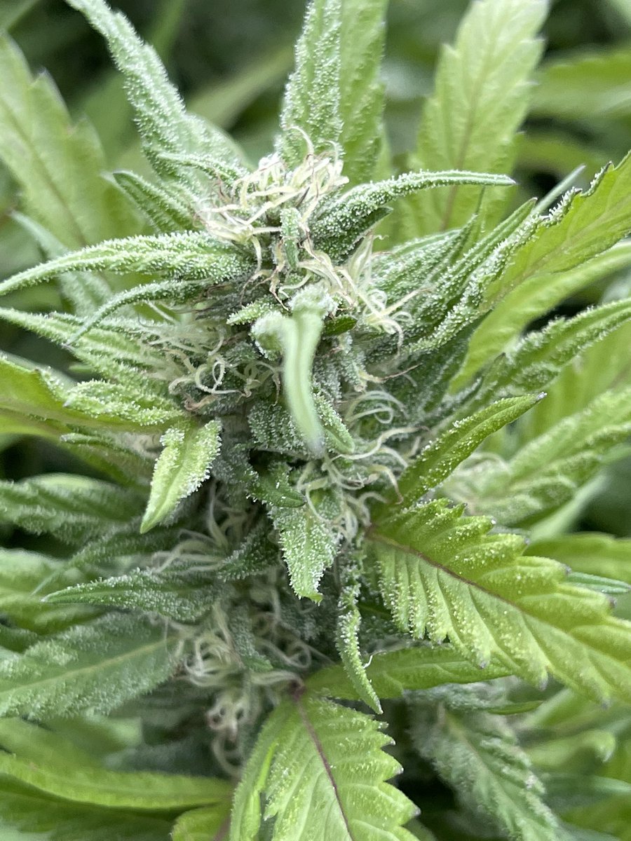 AttleyOffset's tweet photo. Loving the flower as it builds. Definitely one of my favorite strains to date. #zweetinsanity #Mmemberville #HouseoftheDragon  #tuesdayvibe  #CannabisCommunity #cannabisculture #BUDS @EthosGenetics https://t.co/cUT7t9XQEL