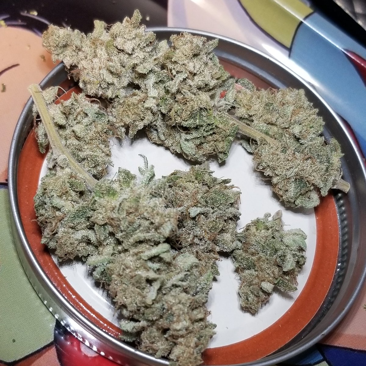 AttleyOffset's tweet photo. This lovely Jelly Breath BX1 curing and looking 🔥🔥🔥 @buytheseed #CannabisCommunity #mmemberville #growyourown #cannabis #medicalcannabis https://t.co/szwUQ21Nwc