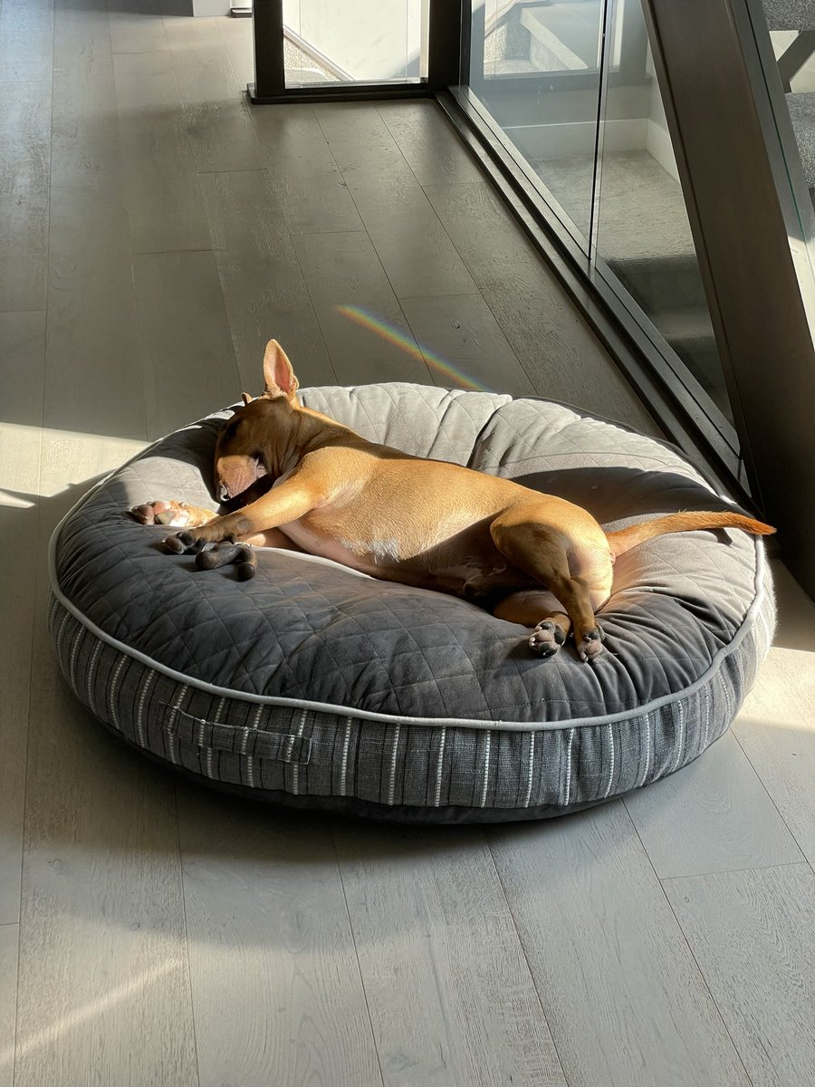 AugustusTheMini tweet media