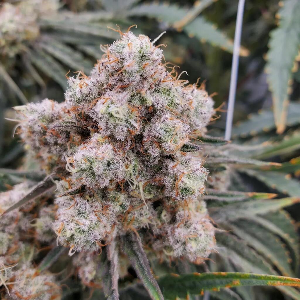 AttleyOffset's tweet photo. About to hit the chopping block on this white mac #growyourown #mmemberville #stonerfam #cannabiscommunity https://t.co/zfH9JoZQSk