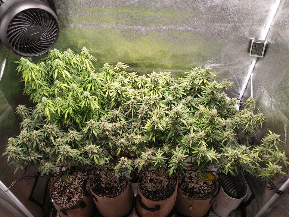 AttleyOffset's tweet photo. Week 13 from seed/week 9 of flower: Super Lemon Haze Auto-flower Transplanted &amp; Twice Topped 2x4 SCROG Grow #growyourown #mmemberville #stonerfam #cannabiscommunity https://t.co/MdFDxe75ea