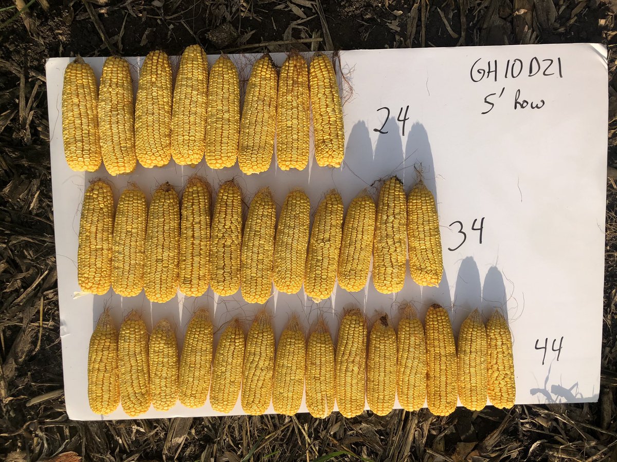 MitchMontgomery's tweet image. @GldnHarvest #GHX Expo #maxscript Every hybrid has a sweet spot for a given yield environment. In this 240bu scenario , seed rates to maximum yield for G10D21 and G11V76 are very different! Data would suggest 39000 and 33500 respectively. I agree ☝️