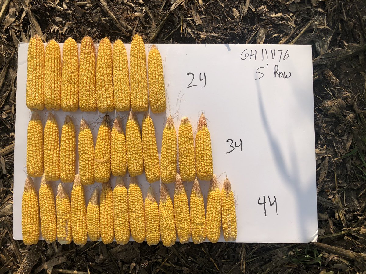 MitchMontgomery's tweet image. @GldnHarvest #GHX Expo #maxscript Every hybrid has a sweet spot for a given yield environment. In this 240bu scenario , seed rates to maximum yield for G10D21 and G11V76 are very different! Data would suggest 39000 and 33500 respectively. I agree ☝️