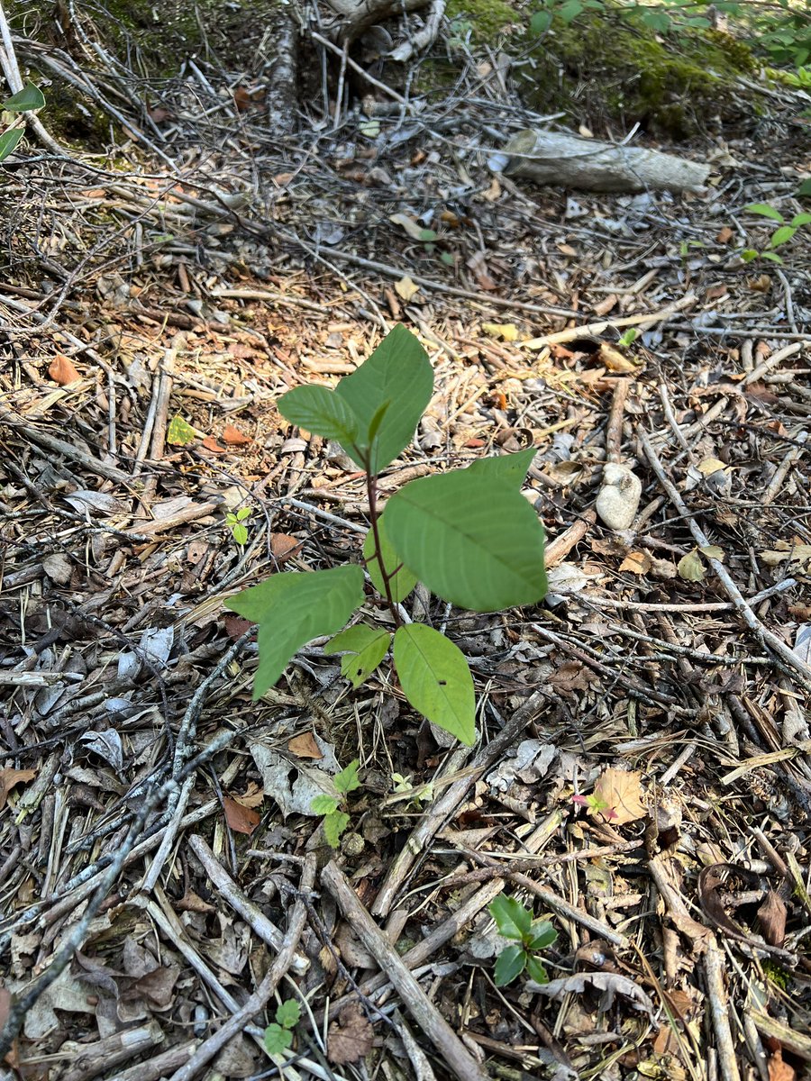 Simon Gray tweet media