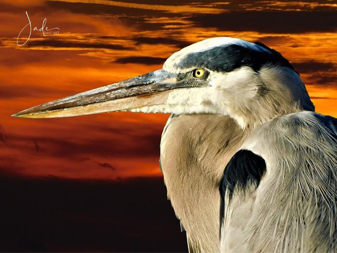 #Art with #photography
#Love to create

🐦Limited copy's available.
For Sale!
D.M for details!

#ArtistOnTwitter #ArtistaSocial #Artist #PhotoOfTheDay #loveyourself #quotes #inspirational #artlover #design #beautiful #wildlifephotography #birdphotography #NaturePhotography #paint