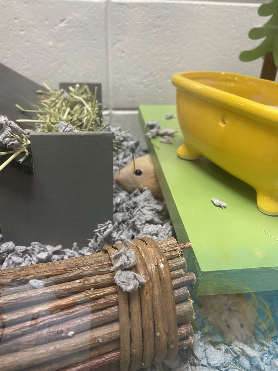 OCPSMediaCenter's tweet image. We are very excited to welcome Seymour back to the Little Chief Library to start his second year at OCPS! It has been so much fun observing him as he settles into his new enclosure. 🐹❤️#FirstGrader