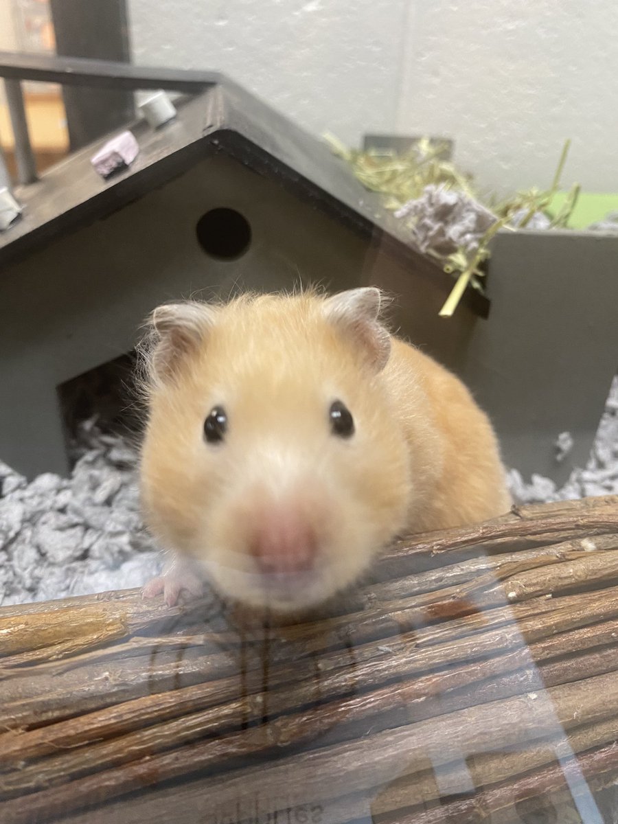 OCPSMediaCenter's tweet image. We are very excited to welcome Seymour back to the Little Chief Library to start his second year at OCPS! It has been so much fun observing him as he settles into his new enclosure. 🐹❤️#FirstGrader