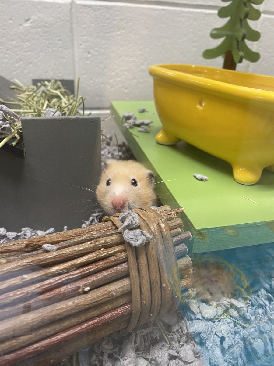 OCPSMediaCenter's tweet image. We are very excited to welcome Seymour back to the Little Chief Library to start his second year at OCPS! It has been so much fun observing him as he settles into his new enclosure. 🐹❤️#FirstGrader