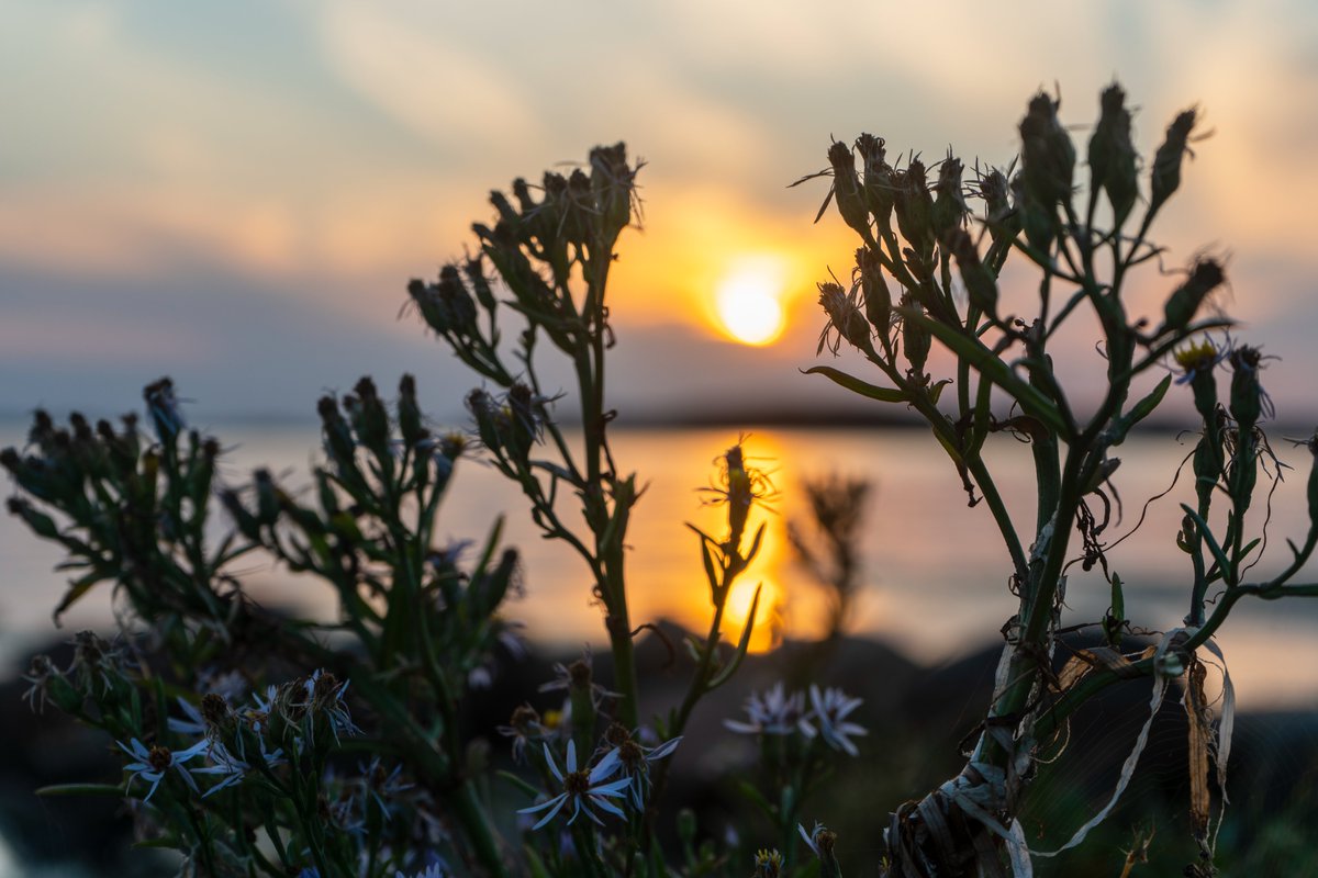 DorteHedengran's tweet photo. The sun☀️in the flowers🌺by the fjord this evening.
#Denmark #NaturePhotography #SonyAlpha #August23th #photooftheday #Tuesdayvibes #TuesdayMood #Tuesday #sunset #Flowers
📸Dorte Hedengran https://t.co/fwHszFUZwQ