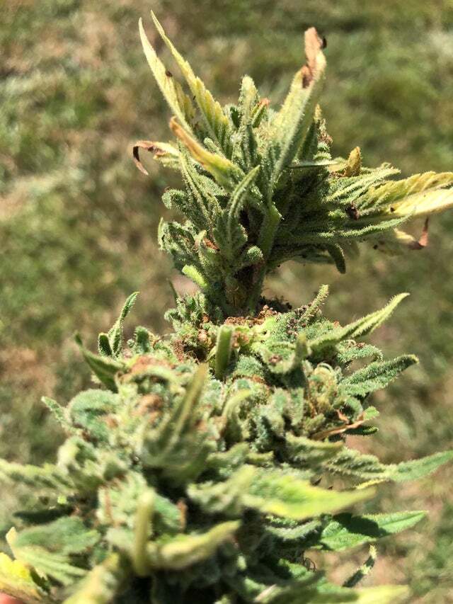 AttleyOffset's tweet photo. Outdoor buds turning brown but no sign of mold? #growyourown #mmemberville #stonerfam #cannabiscommunity https://t.co/QFnSB4R5fk
