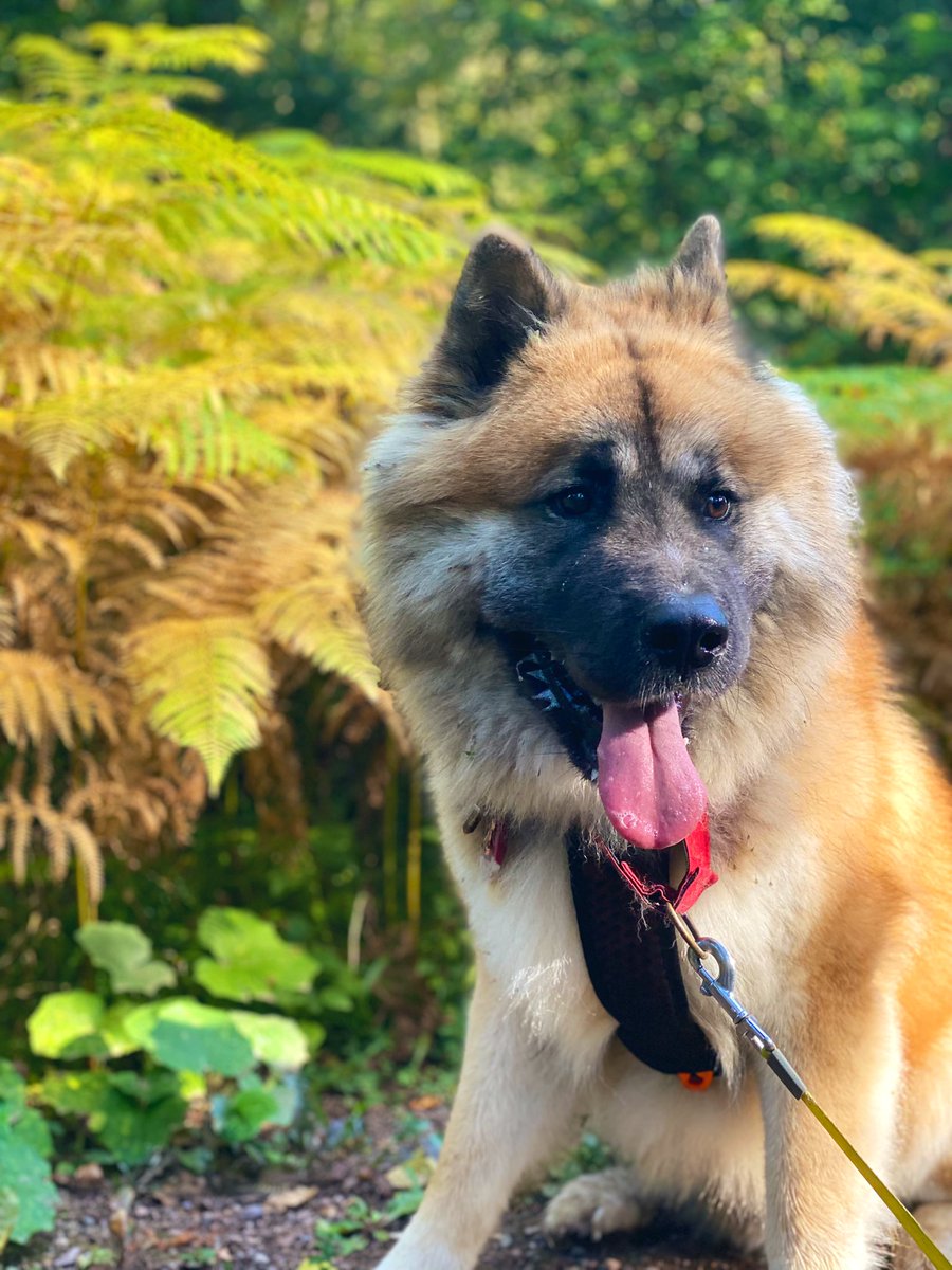 Late to the pawty #tongueouttuesday #tot #dogs #akitas