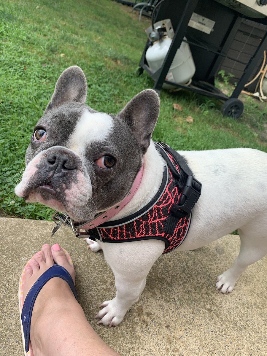 PES Instrumental Music tweet media