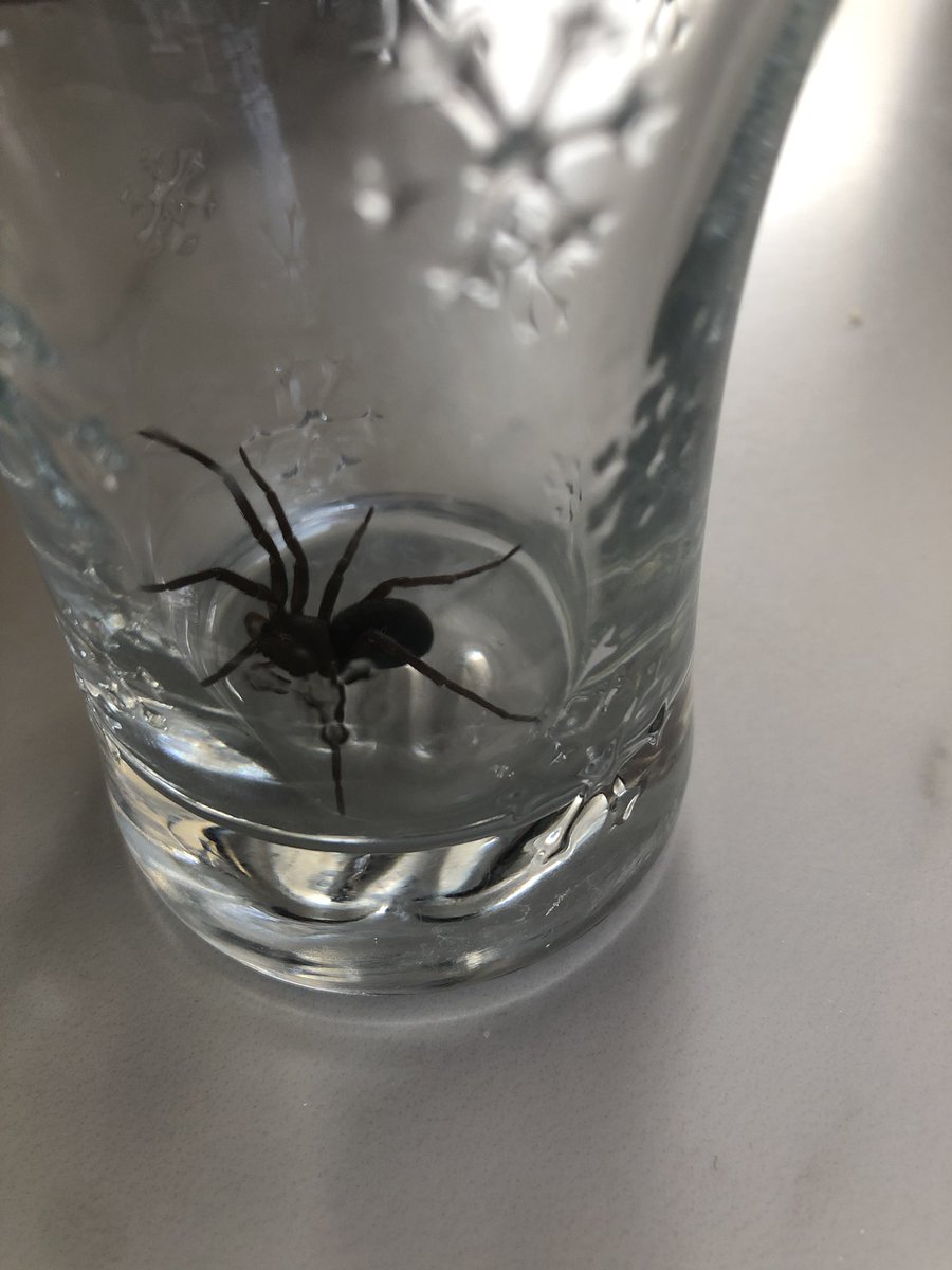 moraflores's tweet photo. @Arachno_Cosas Hola, encontré esta araña en el sur de la Ciudad de México. Es de importancia médica? https://t.co/fAXTN2KQNy