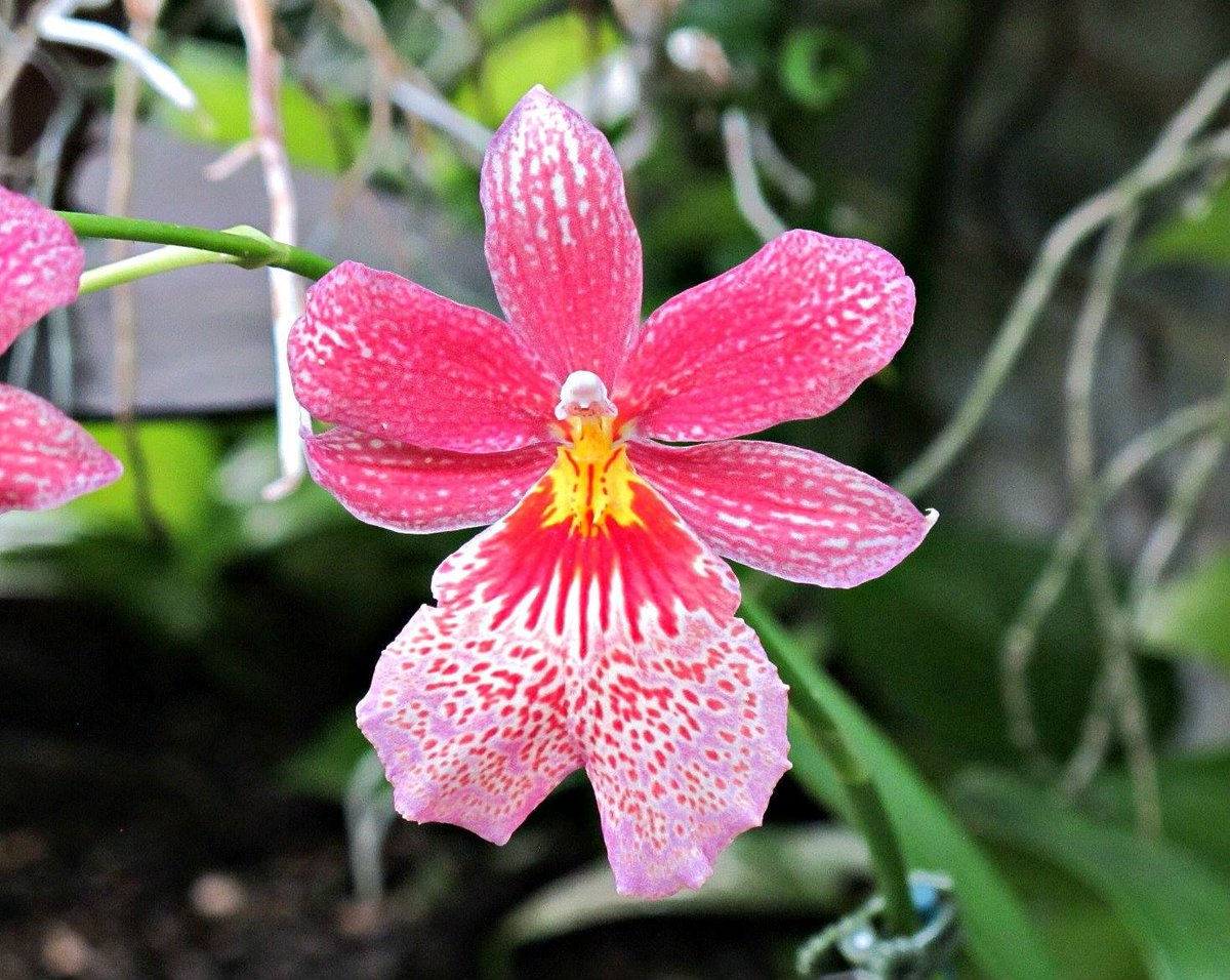 roykelley's tweet photo. Orchid, Nelly Isler, Swiss Beauty, Oncidopsis, Lewis Ginter Botanical Garden, Richmond, Virginia USA USA IMG 0947
Canon PowerShot G11 Camera
Photograph by Roy Kelley
Roy and Dolores Kelley Photographs
#Orchids #Flowers #FlowerPhotography #Gardens #LewisGinter #NellyIsler https://t.co/VKGxIkJNPF