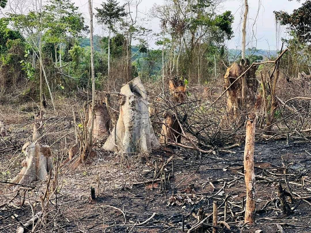 governormpigi's tweet photo. You cannot destroy hectares of natural forest and disguise to be aiming at tree replanting and soon later we shall see people of this kind claiming ownership of this public land. Today we have stopped the cutting of Navuguru natural forest and let's restore more natural forests https://t.co/glPjP9vg9Z