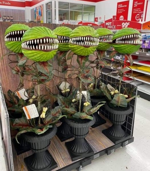 So I was thinking of picking up a few houseplants,
Just to liven up the inside of my house...