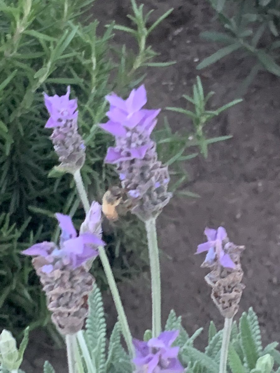 Comitejuarez's tweet photo. Gracias a estas lavandas las abejas 🐝 tienen flores 🌺 donde se alimentan #avenidaChapultepec #calzadadelavida https://t.co/r7eo7ehouF