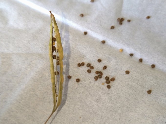 セイヨウフウチョウソウの種を採取。来年もまた植えよう。 