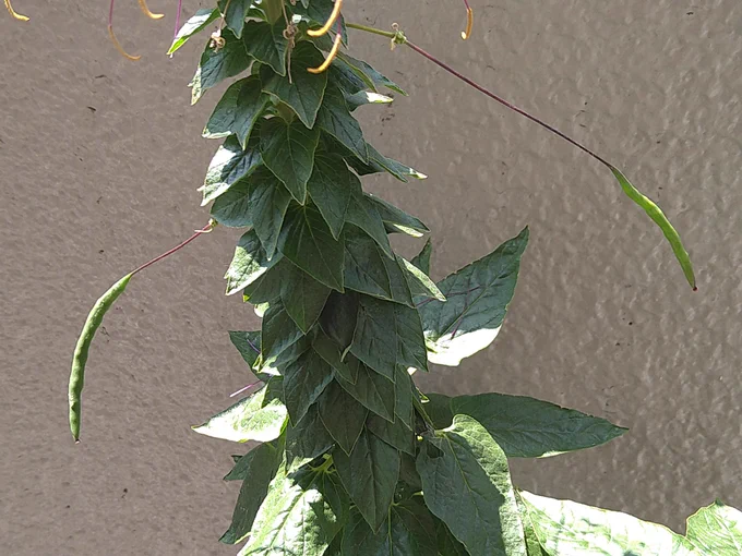 セイヨウフウチョウソウの種を採取。来年もまた植えよう。 