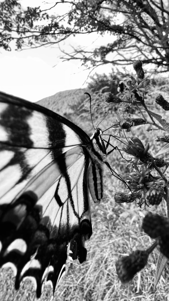 DocSing22's tweet image. 