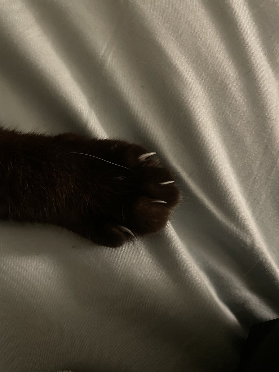 SporklessHiker's tweet photo. My murder mittens #siamese #cat #CatsofTwittter #catsofinstagram https://t.co/lRRtGIeCMi