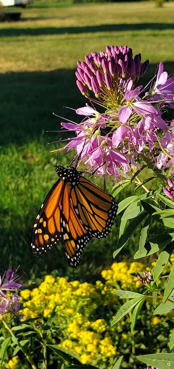 Hecker71's tweet image. Monarch butterfly utilizing some rocky mountain bee balm Iplanted.  (Cleome serrulata).  Build it and they might come.