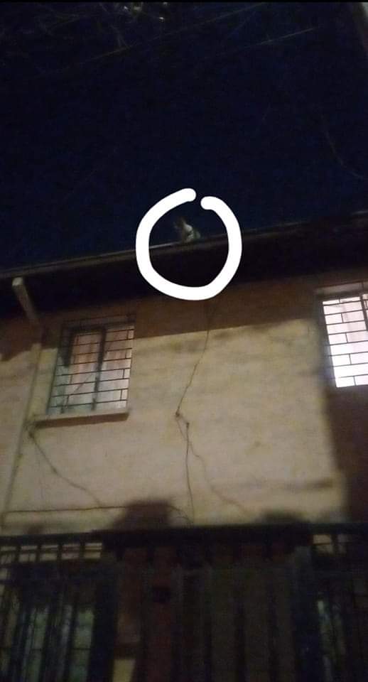 Amigos de Quinta Normal necesitamos ayuda urgente!!

Esta gatita lleva varios dias en el techo y no la han podido bajar, les pedimos si anda alguien cerca que pueda dar una mano es solo eso 
Lugar: Pasaje 14. # 4515 lo franco quinta normal
Contacto 990513991

RT!! <a href="/CentralCBS/">Bomberos de Santiago</a>