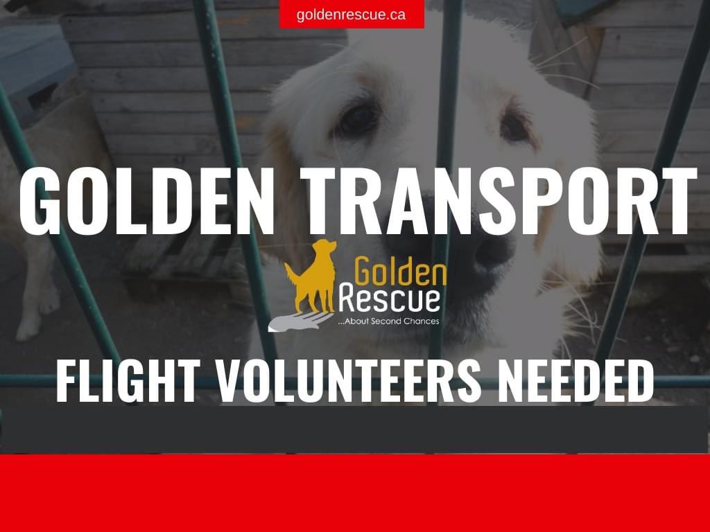 GoldenRescue's tweet photo. We are looking for someone flying to Cairo who would be willing to be a flight parent for us. In order for Goldens to fly, it is required that they have a volunteer  accompany them. Basically, it is someone who would be willing to check in a few Goldens as extra luggage. (1/2) https://t.co/zXQOt6rgSP